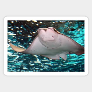 Smiling Stingray Sticker